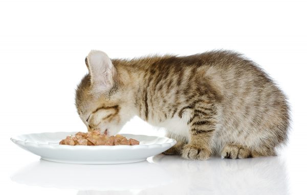 Серо-полосатый котёнок ест из блюдца