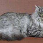 шикарный сибирский кот