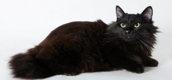 Йоркская шоколадная кошка – описание пород котов