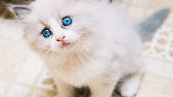 Светлый котёнок рэгдолла с голубыми глазами
