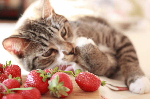 Кошка ест клубнику