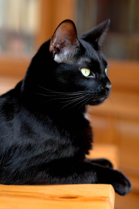 Чёрные кошки: породы, особенности ухода за котом, отзывы и фото котиков,  правильный выбор котёнка