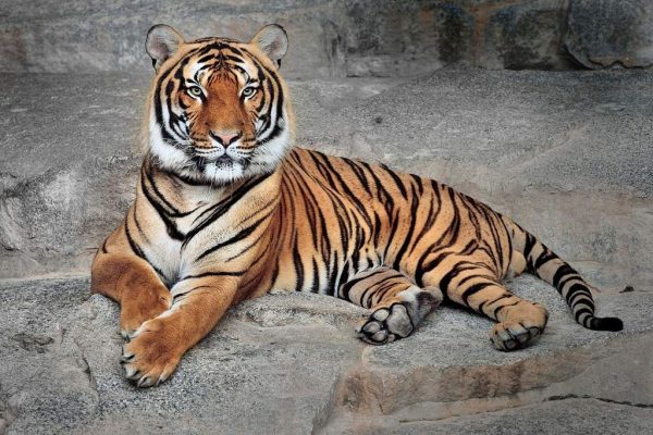 Тигр на камнях