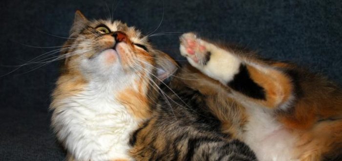Подкожный клещ (демодекоз) у кошек: симптомы и лечение