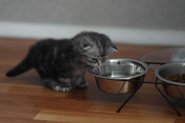 Котёнок пьёт воду из металлической миски