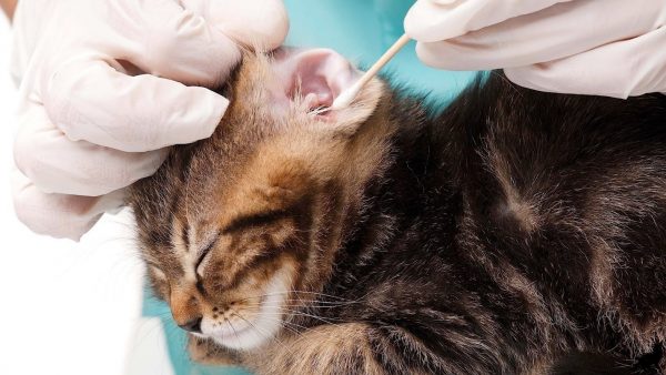 ветеринар чистит уши котёнку ватной палочкой