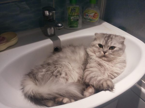 Вислоухий кот лежит в раковине