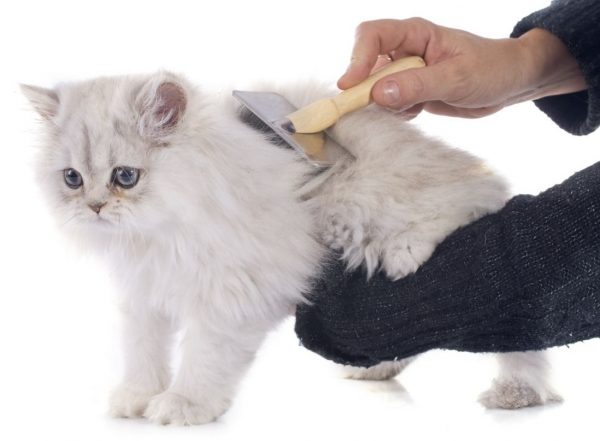 Вычёсывание персидской кошки
