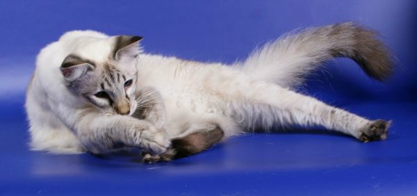 Балинезийская кошка лежит