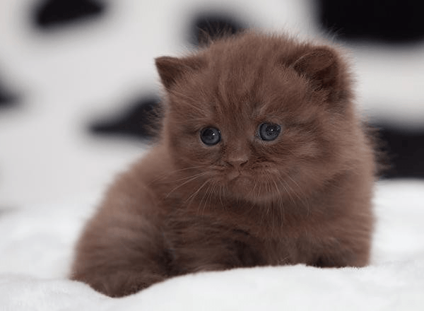 Йоркский шоколадный котёнок