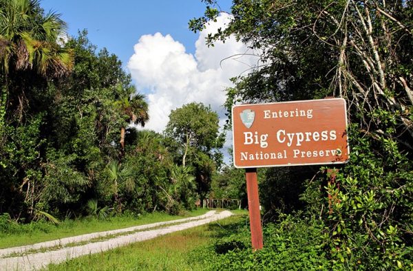 Заповедник Big Cypress National Preserve