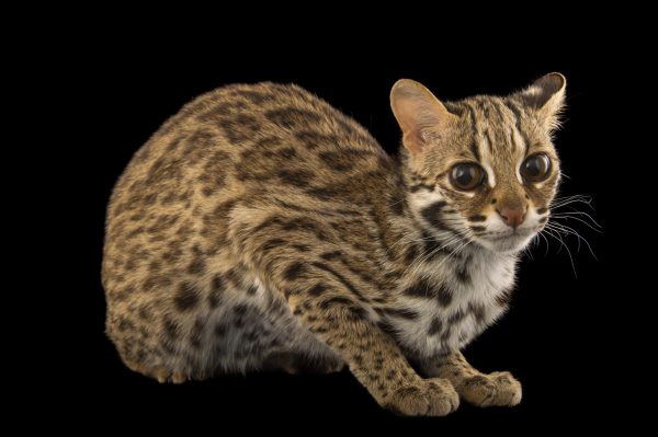 Азиатская леопардовая кошка (АЛК)