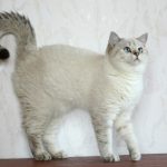 Серебристый кот колор-пойнт