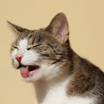 кошка с закрытыми глазами и высунутым языком