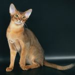 абиссинская кошка дикого окраса
