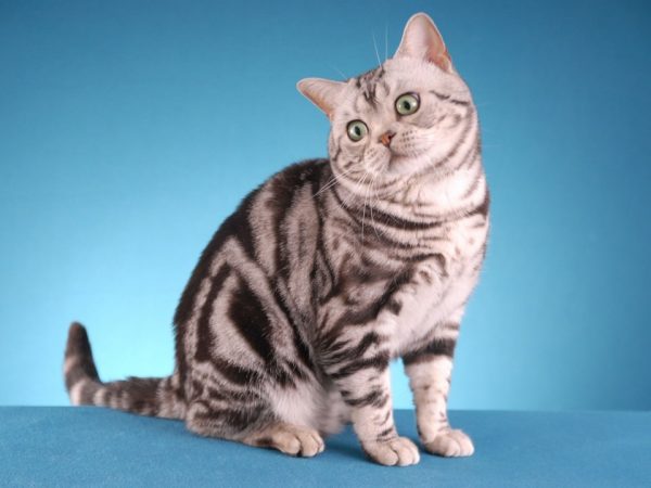 Американская короткошёрстная кошка серебристого мраморного окраса