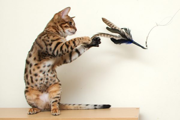 бенгальская кошка с игрушкой из перьев