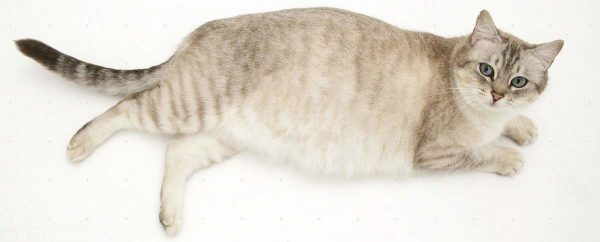 беременная кошка с большим животом