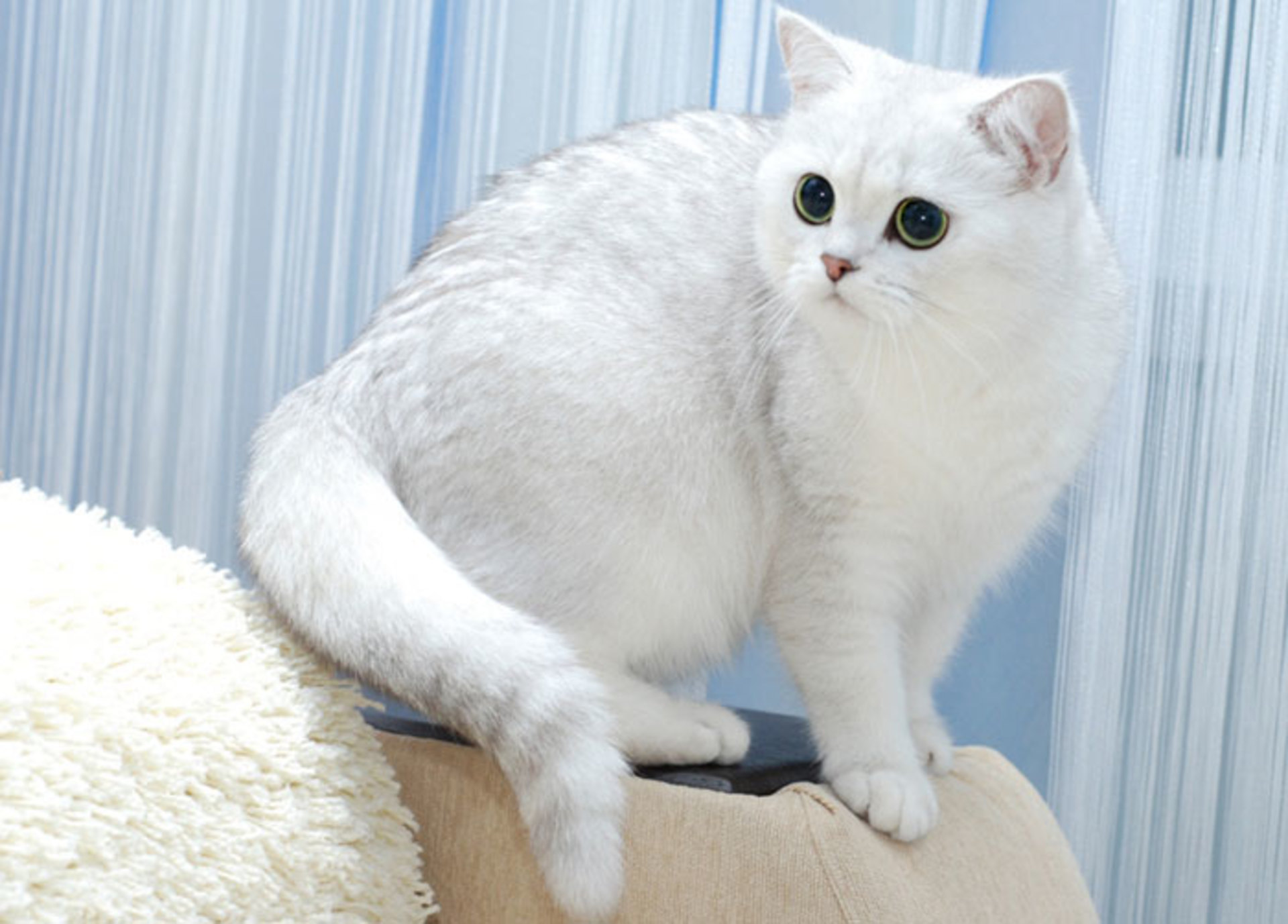 Серебристые породы кошек. Тикированная шиншилла серебристая. Британская шиншилла серебристая затушеванная. Британская шиншилла кошка белая. Британская серебристая шиншилла кошка.
