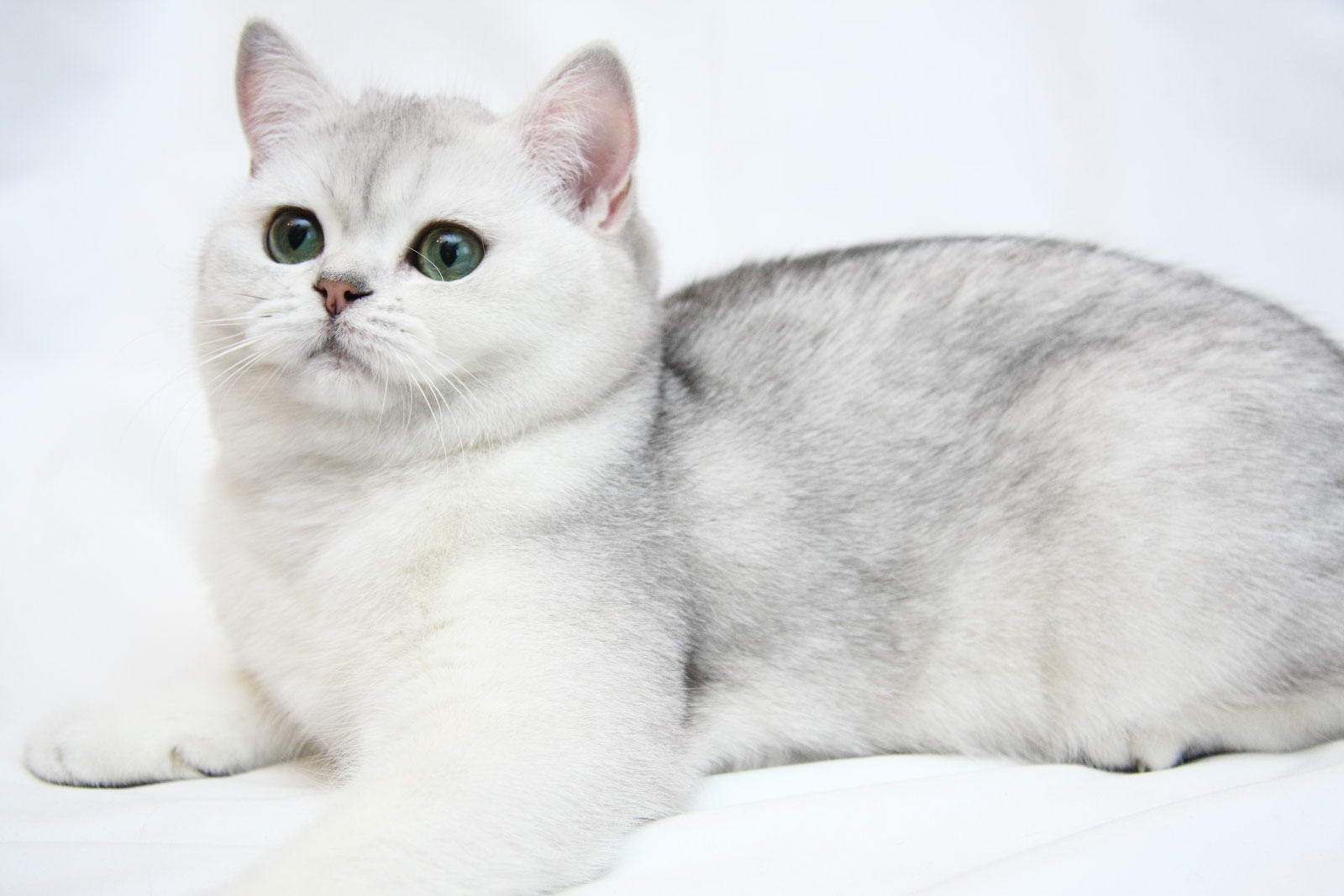 Кошка британская шиншилла: характер и внешность кота, уход за питомцем и  его содержание, выбор котёнка и фото золотого британца