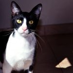 чёрно-белая аравийская кошка
