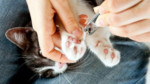 чёрно-белой кошке стригут когти щипчиками для ногтей