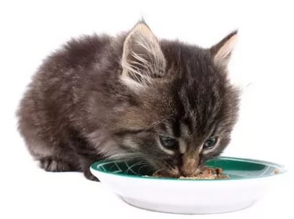 серый котёнок ест из зелёной тарелки