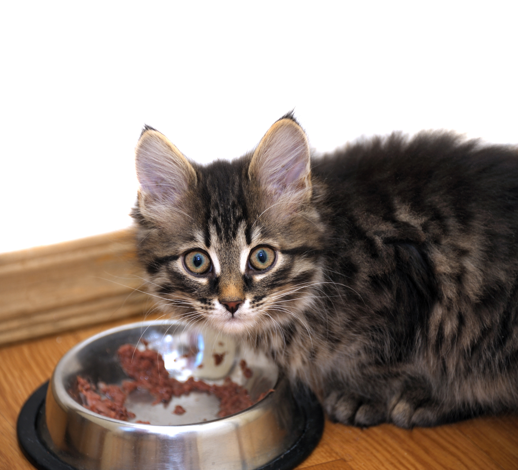 Чем можно кормить домашнюю кошку. Котенок кушает. Еда для котят. Миски для котят. Кошка ест.