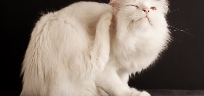 Микроспория у кошек: методы лечения дома, симптомы и причины