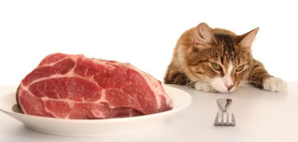 кошка, мясо в тарелке и вилка