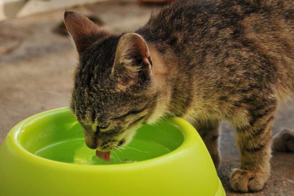 Кошка пьёт воду