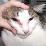 кошка с больным глазом