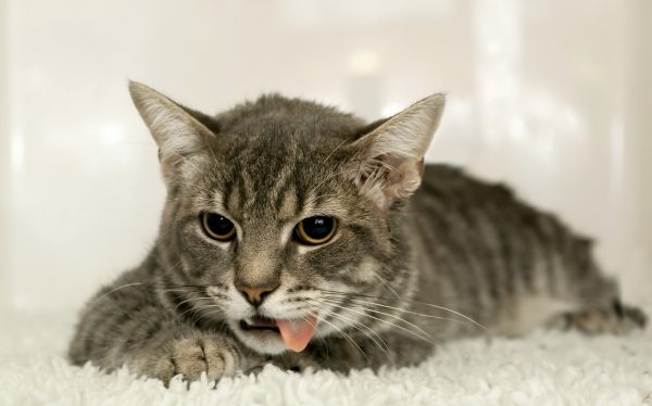 Кошка с высунутым языком на белом ковре