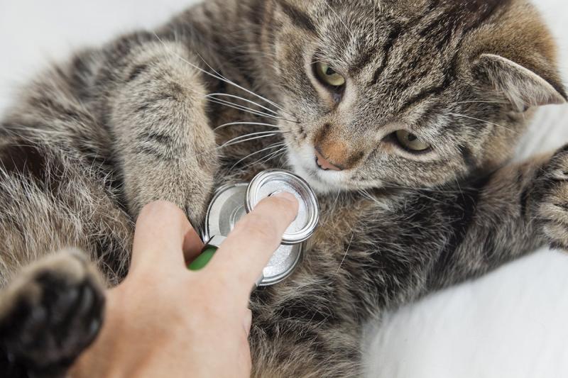 Что такое асцит у кошек и как его лечить