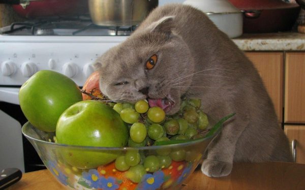 Кот лижет виноград