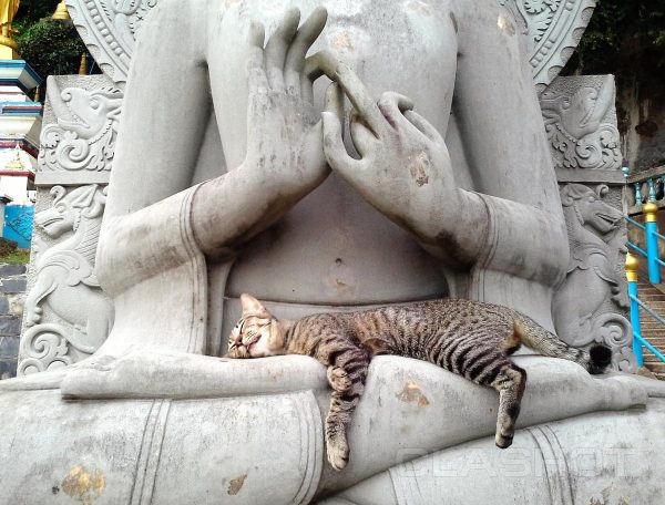 Кот спит на статуе в буддийском храме