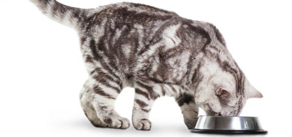 Котёнок американской короткошёрстной кошки у миски с едой