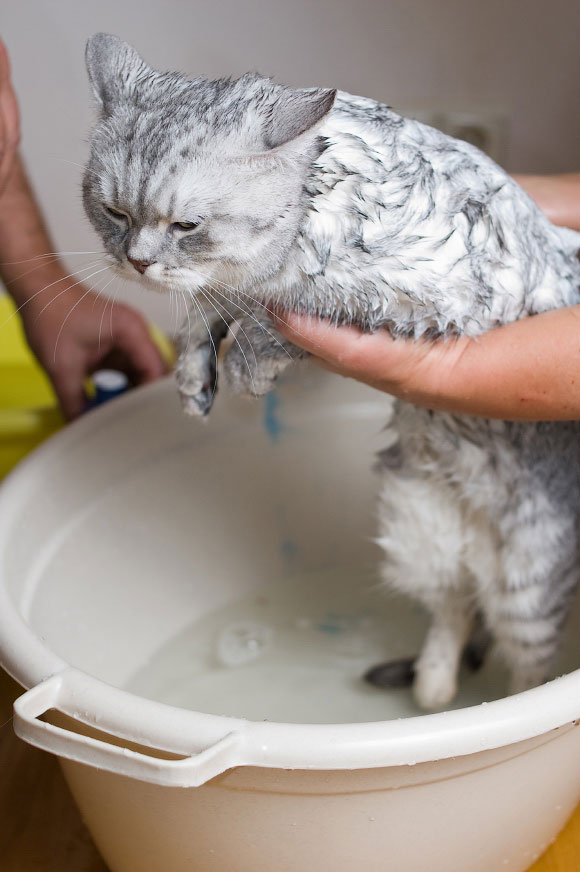 Сколько можно мыть кошек. Помытый котенок. Мытье шиншилл. Кошку купают. Британский кот купается.