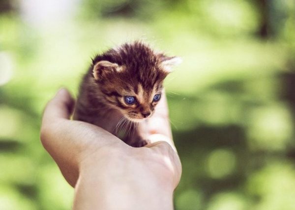 маленький голубоглазый котёнок на ладони