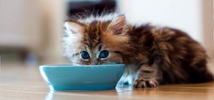 маленький котёнок ест из голубой мисочки