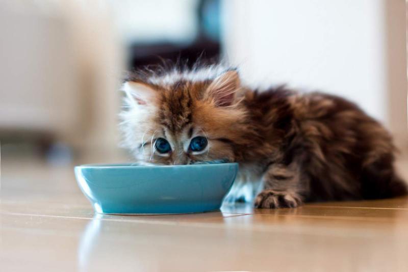Чем кормить котят в возрасте 1-1,5 месяца