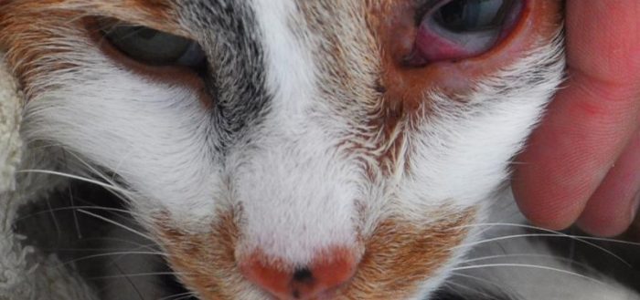 морда кошки с больными глазами