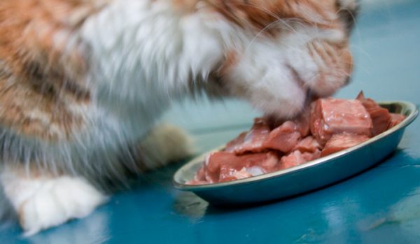 Кошка ест сырое мясо