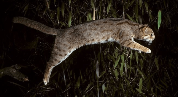 Ночная охота ржавого кота