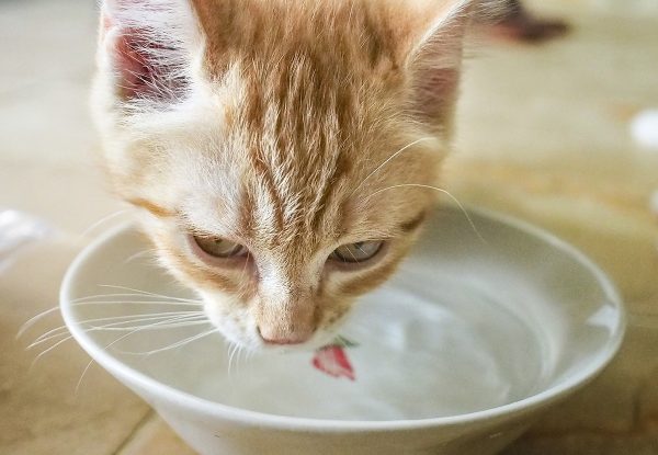 рыжий кот пьёт из фарфоровой тарелки