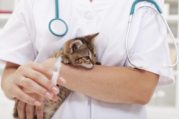 маленький котёнок на руках ветеринара