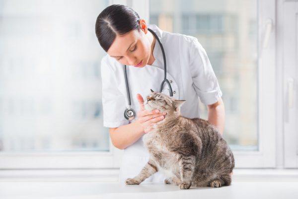 ветеринар осматривает толстую кошку