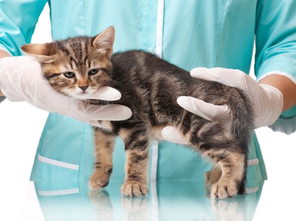 Полосатый котёнок в руках ветеринара