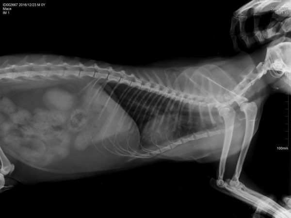 рентгеновский снимок кошки