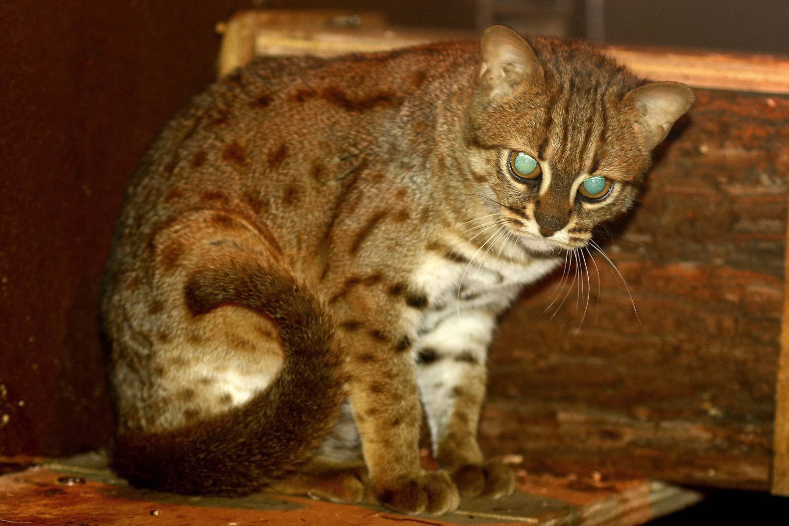 Пестро рыжая. Prionailurus rubiginosus. Пятнисто-рыжая кошка. Rusty spotted Cat котята. Rusty spotted Cat размер.